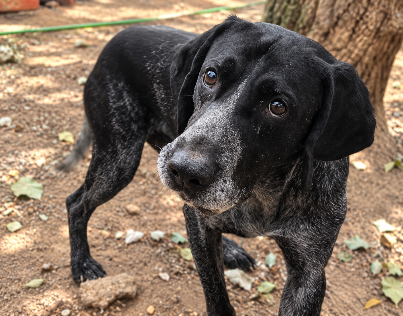 Redención Soria, adopción de perros y gatos en Soria. Refugio de animales