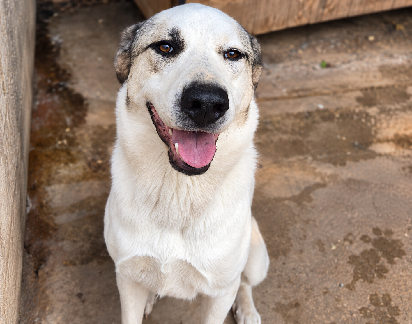 Redención Soria, adopción de perros y gatos en Soria. Refugio de animales