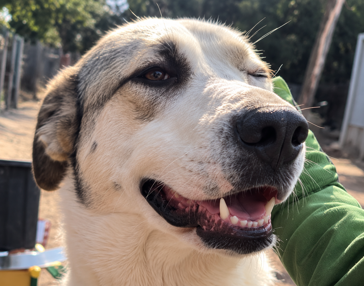 Redención Soria, adopción de perros y gatos en Soria. Refugio de animales