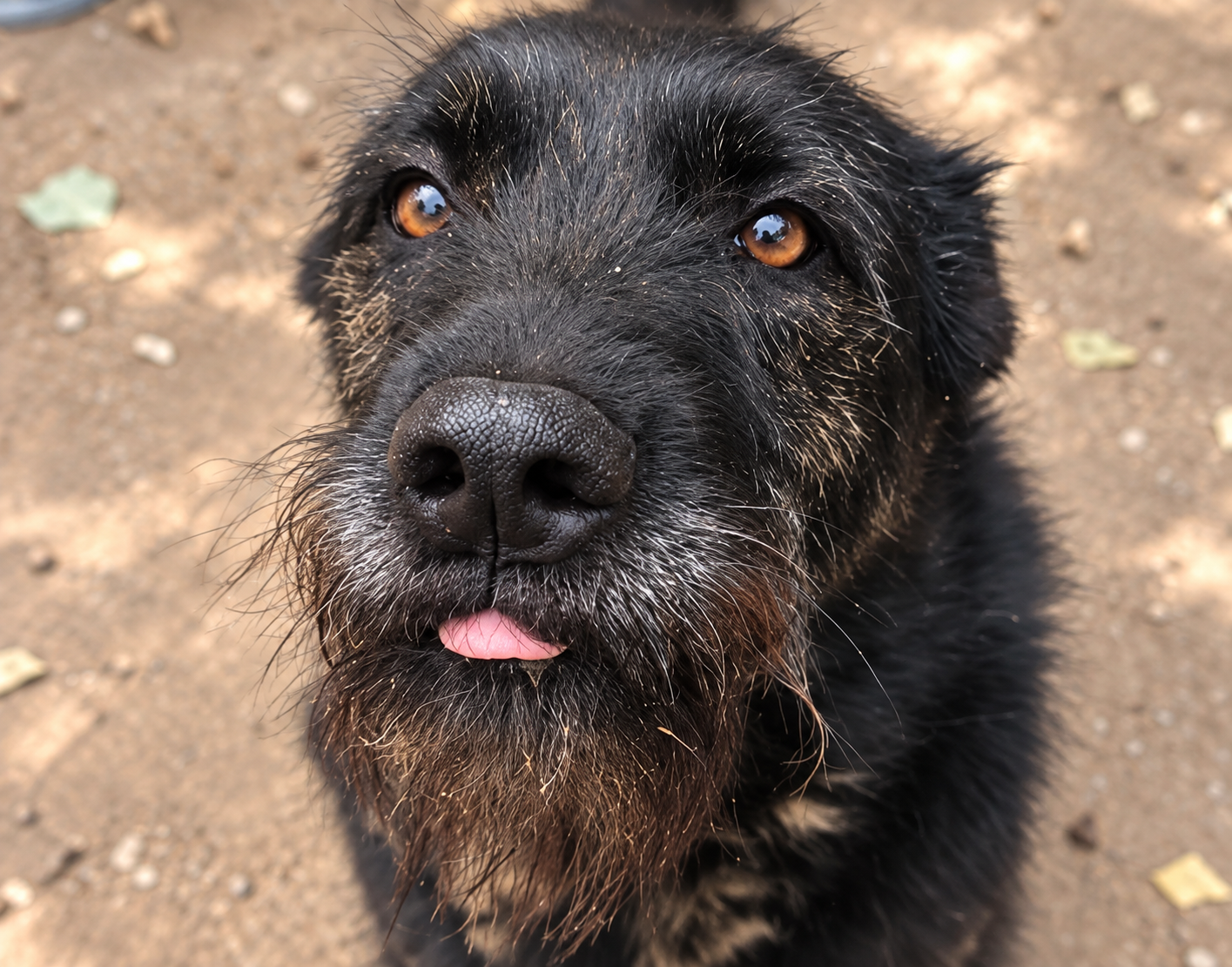 Redención Soria, adopción de perros y gatos en Soria. Refugio de animales