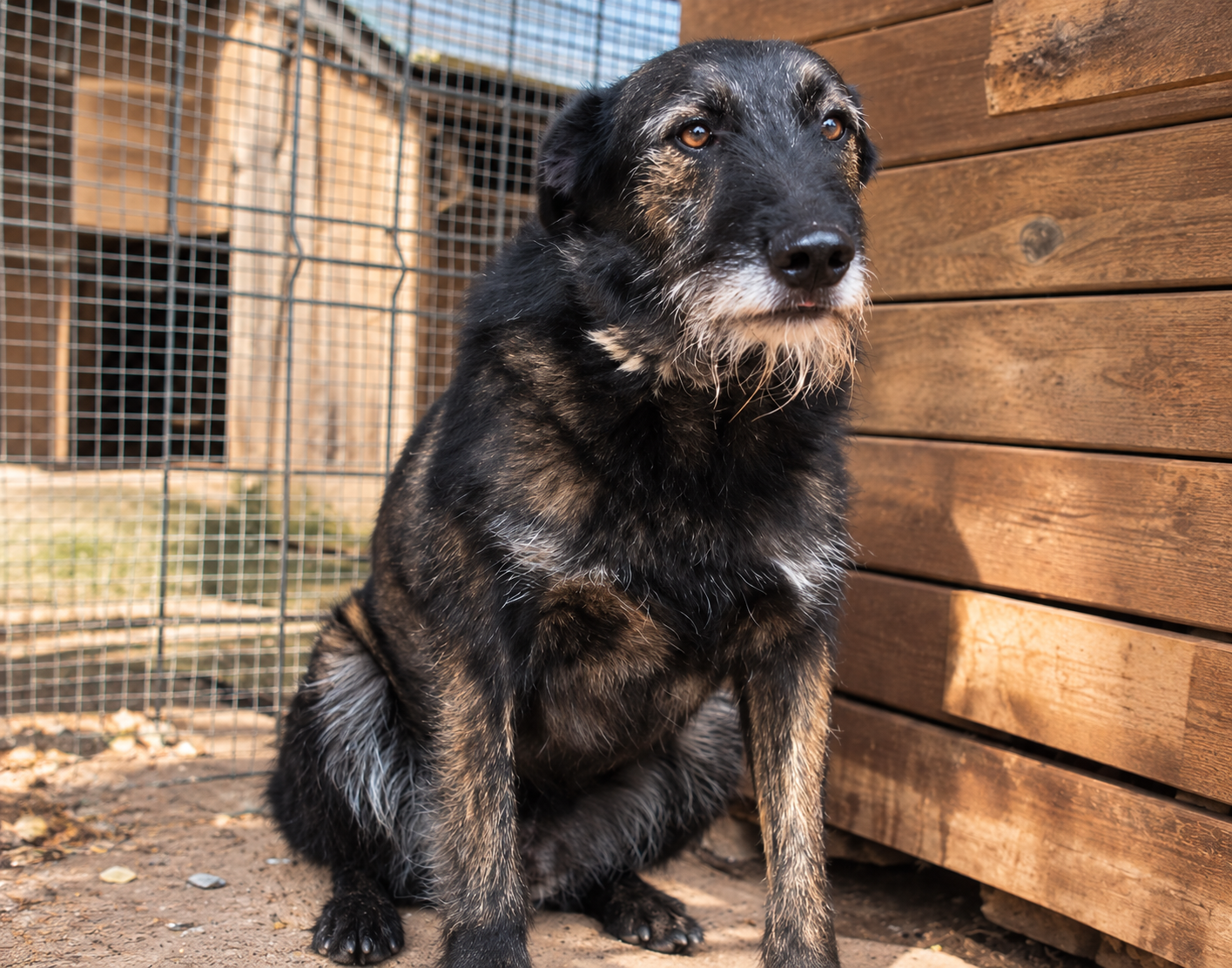 Redención Soria, adopción de perros y gatos en Soria. Refugio de animales