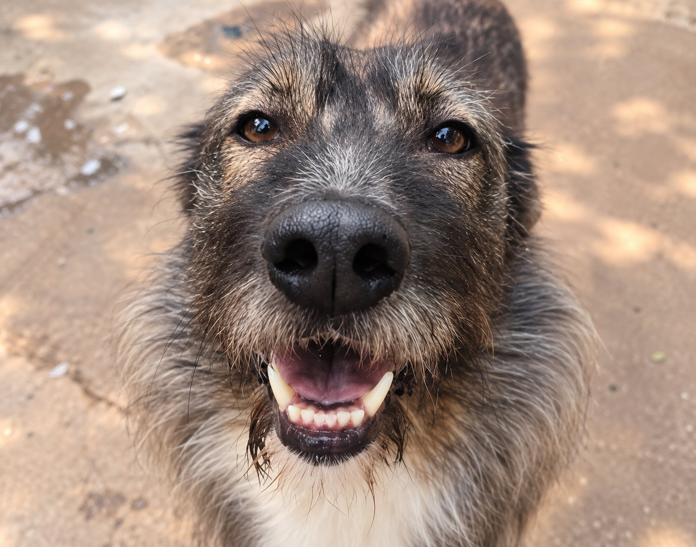 Redención Soria, adopción de perros y gatos en Soria. Refugio de animales